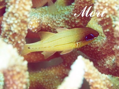 Bargill Cardinalfish Ostorhinchus sealei