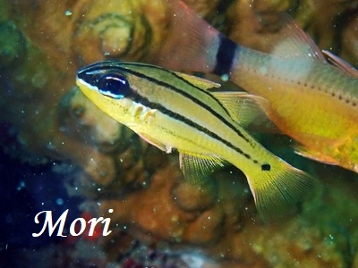 Bargill Cardinalfish Ostorhinchus sealei