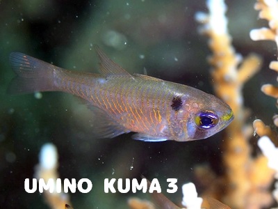 AgqLeWN_C_}V1 Blackspot Cardinalfish Taeniamia biguttata