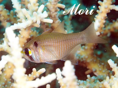 AgqLeWN_C_}V1 Blackspot Cardinalfish Taeniamia biguttata