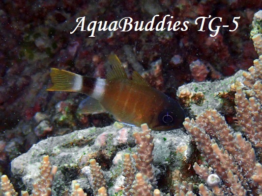 Bracelet Cardinalfish Nectamia viria