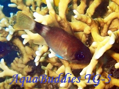 Bracelet Cardinalfish Nectamia viria