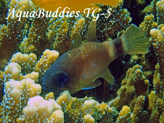 Bracelet Cardinalfish Nectamia viria