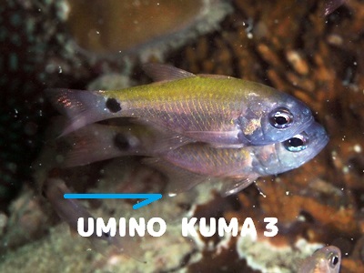 AgqLeWN_C_}V Taeniamia fucata Painted Cardinalfish