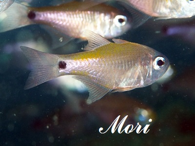 AgqLeWN_C_}V Taeniamia fucata Painted Cardinalfish