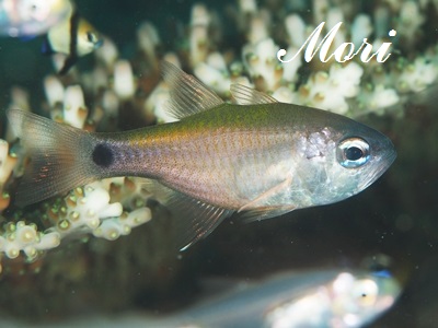 AgqLeWN_C_}V Taeniamia fucata Painted Cardinalfish