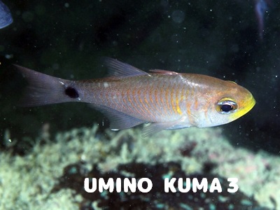 AgqLeWN_C_}V Taeniamia fucata Painted Cardinalfish