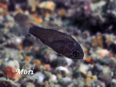 Bronze Cardinalfish? Astrapogon alutusz