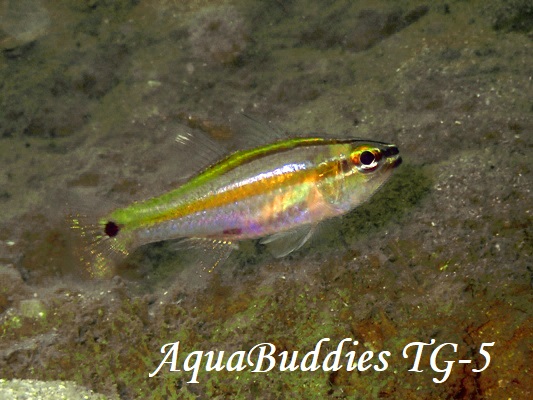 Cavite Cardinalfish Ostorhinchus cavitensis