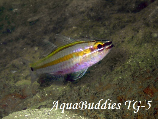 Cavite Cardinalfish Ostorhinchus cavitensis