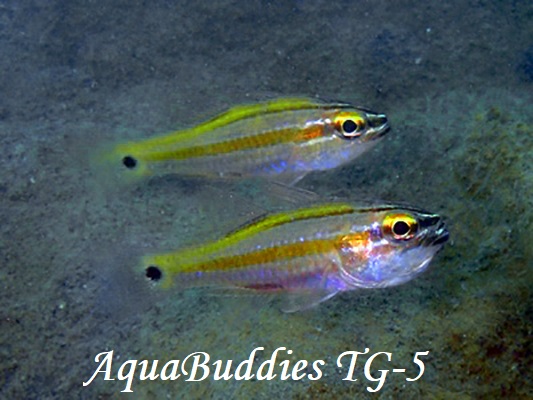 Cavite Cardinalfish Ostorhinchus cavitensis