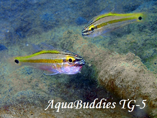 Cavite Cardinalfish Ostorhinchus cavitensis