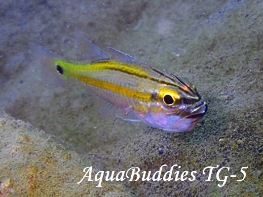 Cavite Cardinalfish Ostorhinchus cavitensis