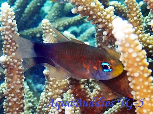 AgqLeWN_C Dusky-tailed Cardinalfish Taeniamia macroptera