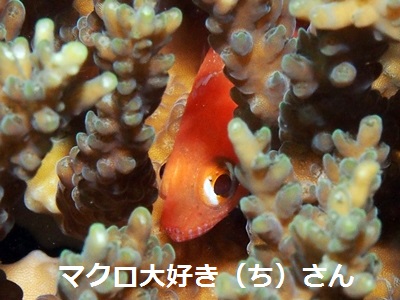 t[J[fBitBbV Flame CardinalFish