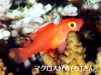 t[J[fBitBbV Flame CardinalFish