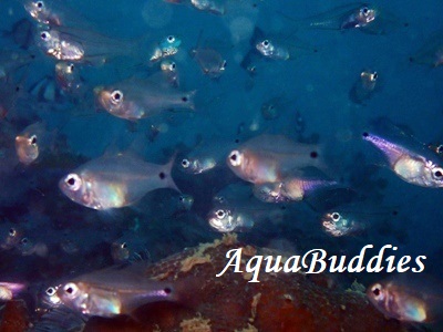 EXgeWN_C Fragile cardinalfish Zoramia viridiventer