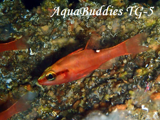 g}qCeWN_CCave Cardinalfish Zapogon evermanni