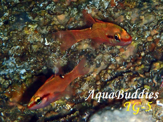 g}qCeWN_CCave Cardinalfish Zapogon evermanni