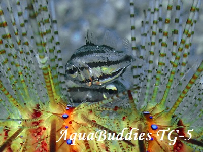 qJCV` Tubed Siphonfish Siphamia tubifer