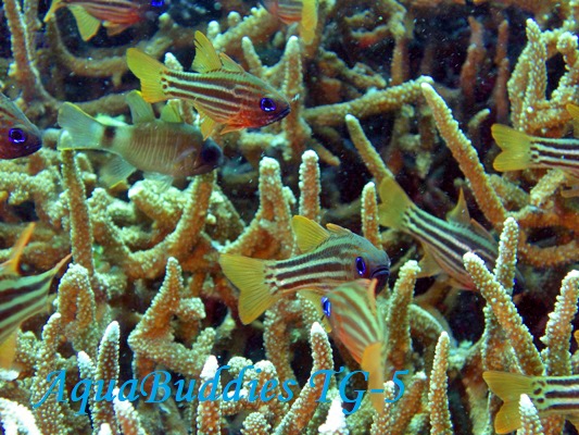 qeWN_C Ochre-striped Cardinalfish Ostorhinchus compressus