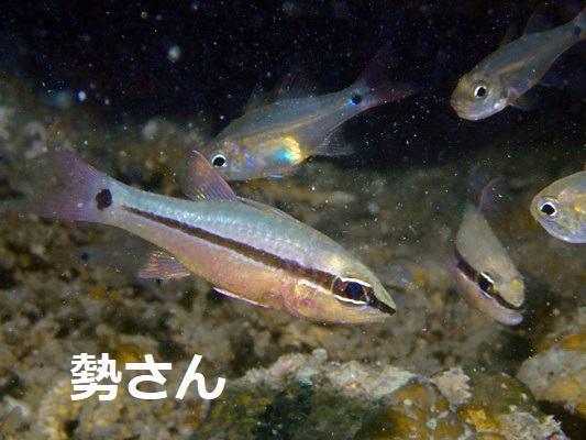 �q�g�X�W�C�V���` Bridled Cardinalfish Pristiapogon fraenatus