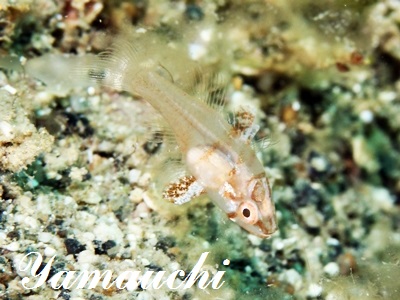 nCACJ[fBitBbV Hyaline Cardinalfish