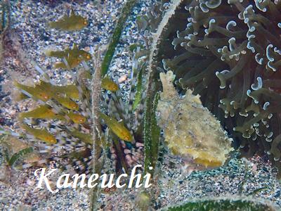 ~RCV` Frostfin Cardinalfish Ostorhinchus ishigakiensis