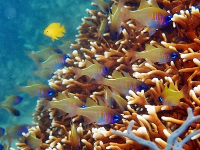 CgqLeWN_C Threadfin Cardinalfish Zoramia leptacanthus