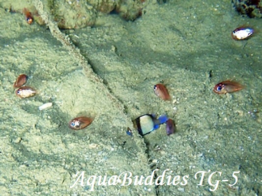 Jebb's Siphonfish Siphamia jebbi