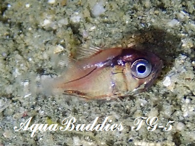 Jebb's Siphonfish Siphamia jebbi