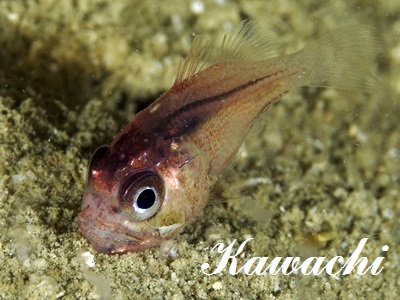 Jebb's Siphonfish Siphamia jebbi