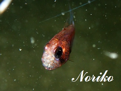 Jebb's Siphonfish Siphamia jebbi