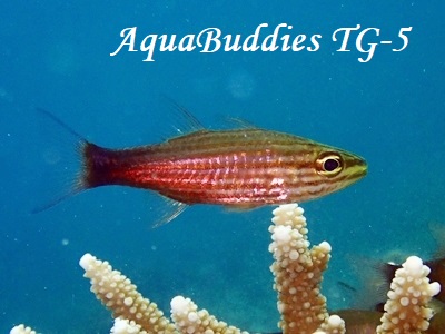 JX~CCV` Wolf Cardinalfish Cheilodipterus artus