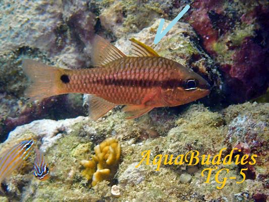 JXCV` Iridescent Cardinalfish Pristapogon kalloptenus