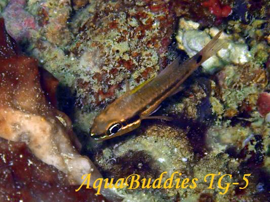 JXCV` Iridescent Cardinalfish Pristapogon kalloptenus