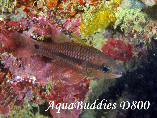 JXCV` Iridescent Cardinalfish Pristapogon kalloptenus