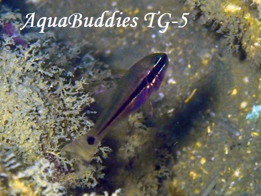 JXCV` Iridescent Cardinalfish Pristapogon kalloptenus