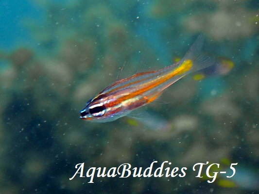 Pacific Orange-lined Cardinalfish Ostorhinchus sp.4