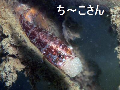 Slender siphonfish Siphamia elongata