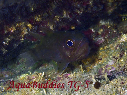 NCV` Black-body Cardinalfish Apogonichthyoides niger