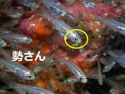 �N���X�W�X�J�V�e���W�N�_�C Snout-spot Cardinalfish Verulux cypselurus