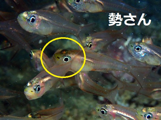 �N���X�W�X�J�V�e���W�N�_�C Snout-spot Cardinalfish Verulux cypselurus