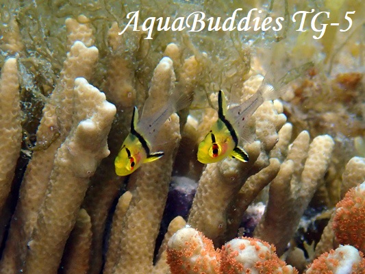 }WECV` Pajama Cardinalfish Sphaeramia nematoptera