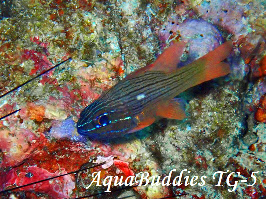 Manylined Cardinalfish Ostorhinchus multilineatus