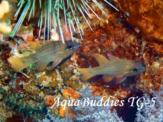 Manylined Cardinalfish Ostorhinchus multilineatus