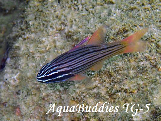 Manylined Cardinalfish Ostorhinchus multilineatus