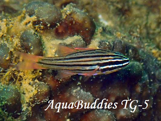 Manylined Cardinalfish Ostorhinchus multilineatus