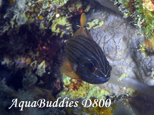 Manylined Cardinalfish Ostorhinchus multilineatus