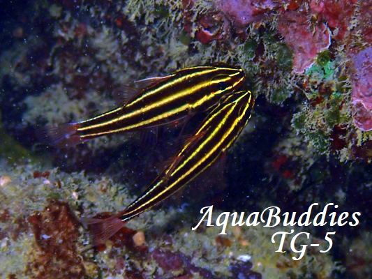 ~i~tgXWCV` BlackStripe Cardinalfish Ostorhinchus nigrofasciatus